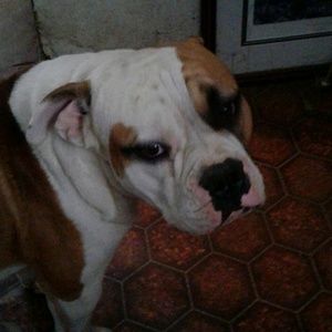 Meet your Posher, Gilbert